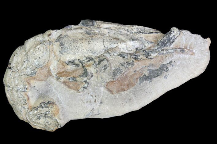 Fossil Lobster (Meyeria) - Cretaceous, Isle of Wight #92551